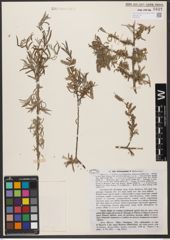 Foto von Salix wilhelmsiana M. Bieb.